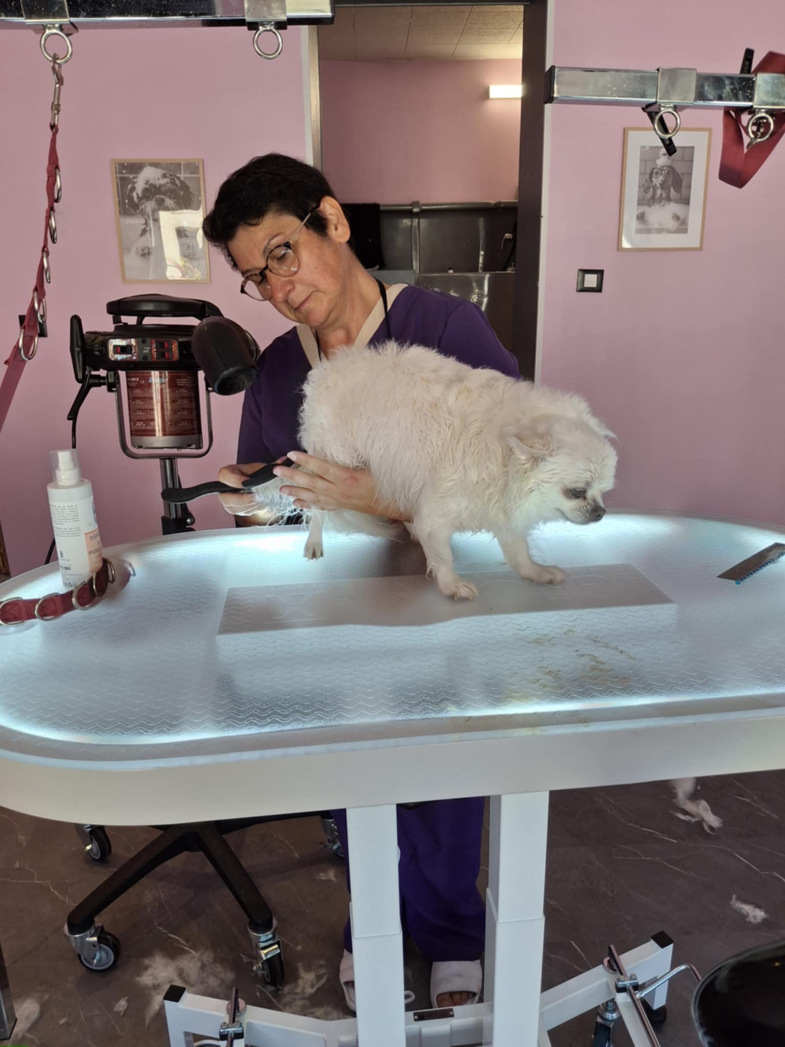 Miss Simone toilette un chien